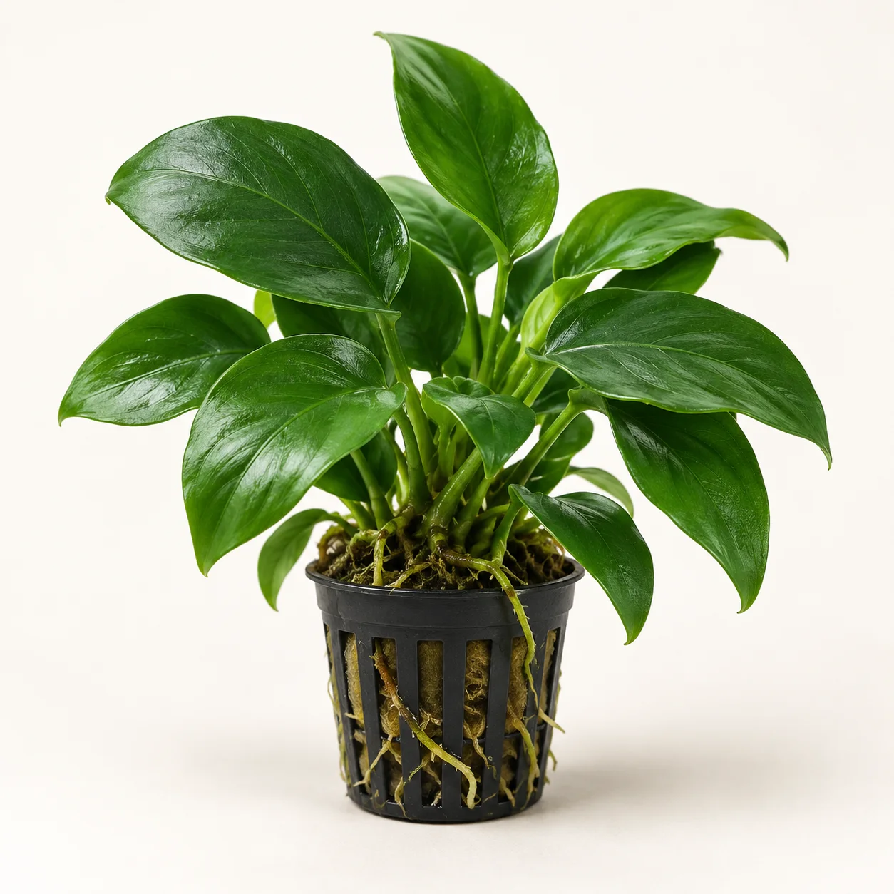 Folhas verdes de uma planta aquática